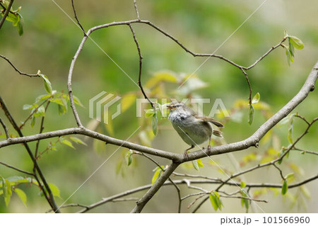 木に止まり羽を広げてさえずるウグイス 101566960