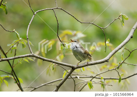木に止まりさえずるウグイス 101566964