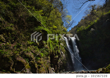 早春を迎えた五太子の滝 101567339