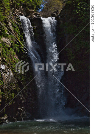 早春を迎えた五太子の滝 101567356