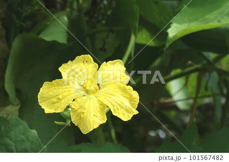 とても綺麗なヘチマの雄花の写真素材 [101567482] - PIXTA