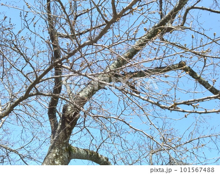 芽吹き始めた桜 芽吹き始めた桜 101567488