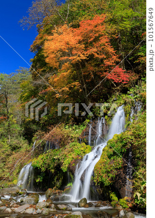 山梨_川俣川渓谷_紅葉と快晴の吐竜の滝 101567649