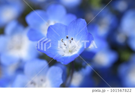 ネモフィラ　クローズアップ 101567822