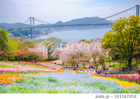 桜咲く春の火の山公園トルコチューリップ園から望む関門海峡 101567858
