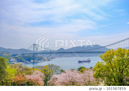 桜咲く春の火の山公園トルコチューリップ園から望む関門海峡 桜咲く春の火の山公園トルコチューリップ園から望む関門海峡 101567859
