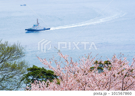 桜咲く春の火の山公園トルコチューリップ園から望む関門海峡 桜咲く春の火の山公園トルコチューリップ園から望む関門海峡 101567860