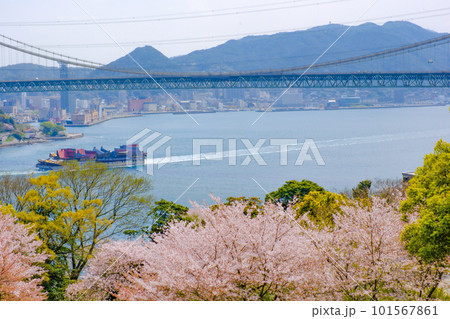 桜咲く春の火の山公園トルコチューリップ園から望む関門海峡 101567861