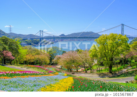 桜咲く春の火の山公園トルコチューリップ園から望む関門海峡 桜咲く春の火の山公園トルコチューリップ園から望む関門海峡 101567867