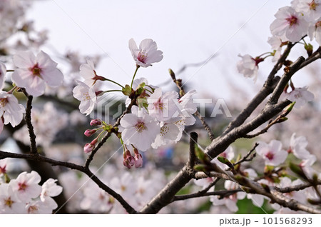 春の秋篠川、満開の桜並木 101568293