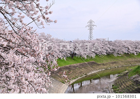 春の秋篠川、満開の桜並木 春の秋篠川、満開の桜並木 101568301