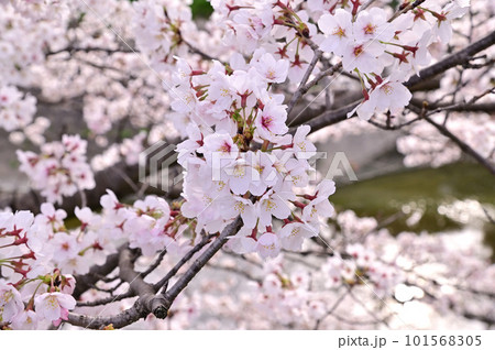春の秋篠川、満開の桜並木 101568305