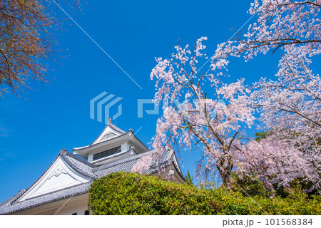 青空に映える日和佐城と桜 青空に映える日和佐城と桜 101568384