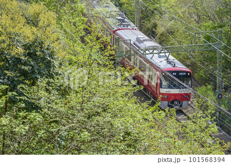 新緑の中を走る京急【京急1000形】金沢文庫行き普通列車 101568394