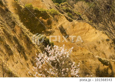Flowering of dogwood and apple tree in early spring in sandy rocks near Melnik Bulgaria Flowering of dogwood and apple tree in early spring in sandy rocks near Melnik Bulgaria 101568543