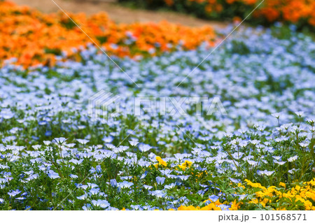 春の火の山公園に咲く綺麗なネモフィラ 春の火の山公園に咲く綺麗なネモフィラ 101568571
