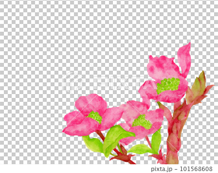 Dogwood illustration painted by watercolor Dogwood illustration painted by watercolor 101568608