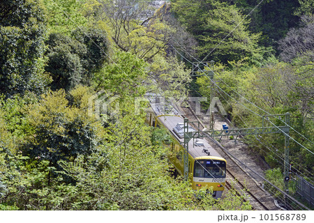 新緑の中を走る京急【京急1000形】イエローパッピートレイン 新緑の中を走る京急【京急1000形】イエローパッピートレイン 101568789
