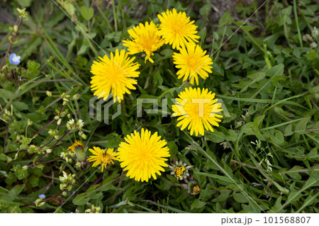 春の野原に咲くタンポポの花 春の野原に咲くタンポポの花 101568807