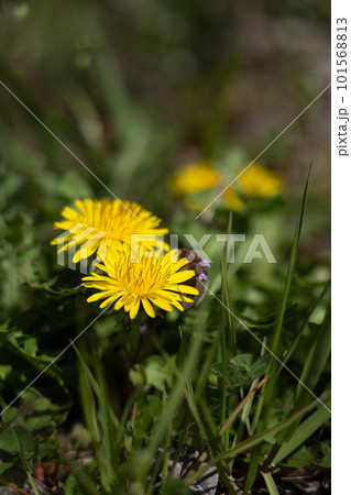 春の野原に咲くタンポポの花 春の野原に咲くタンポポの花 101568813
