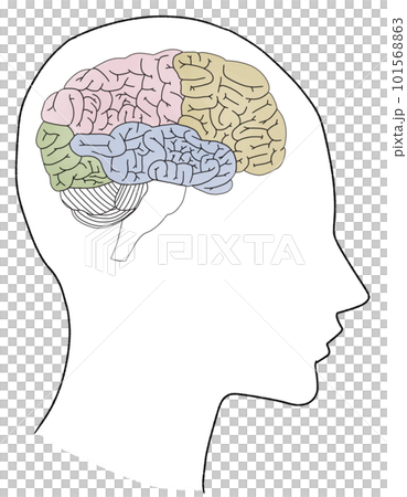 大腦的人體橫截面(側身)圖示說明 大腦的人體橫截面(側身)圖示說明 101568863