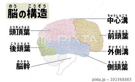 脳の構造と名称 日本語の図解イラスト 脳の構造と名称 日本語の図解イラスト 101568865
