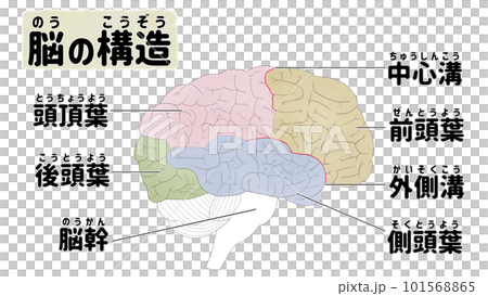 Structure and name of the brain Illustration in Japanese 101568865