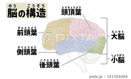 脳のしくみと名称 日本語の図解イラスト 脳のしくみと名称 日本語の図解イラスト 101568866