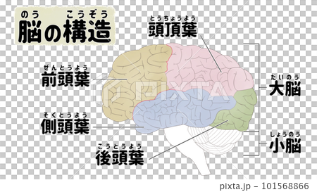 脳のしくみと名称 日本語の図解イラスト 脳のしくみと名称 日本語の図解イラスト 101568866