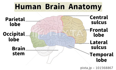 脳のしくみと名称 英語の図解イラスト 脳のしくみと名称 英語の図解イラスト 101568867