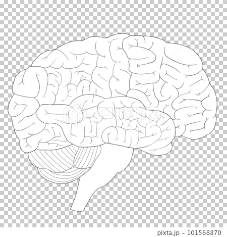 大腦（側身）黑白插圖的人體解剖圖 101568870