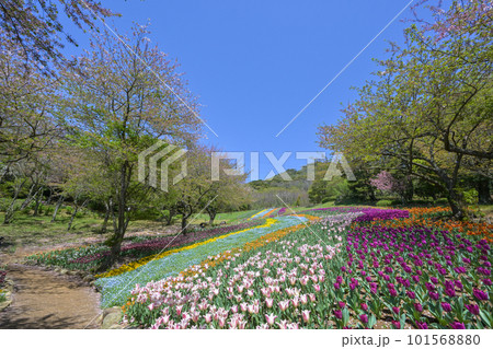春の青空に映える火の山公園に咲く綺麗なお花畑 101568880