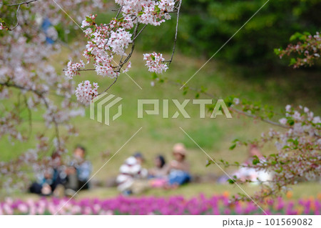 桜咲く春の火の山公園トルコチューリップ園のお花見 桜咲く春の火の山公園トルコチューリップ園のお花見 101569082