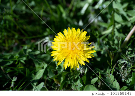 春の日差しの中のタンポポのクローズアップ 101569145