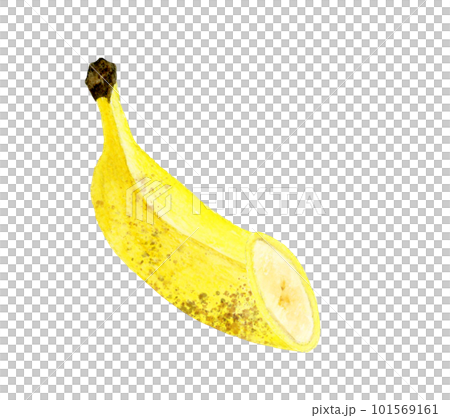 シュガースポットの入った黄色いバナナ(半分にカット) フルーツの手描き水彩イラスト素材 シュガースポットの入った黄色いバナナ(半分にカット) フルーツの手描き水彩イラスト素材 101569161