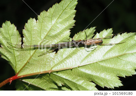 ヤサガタアシナガグモ 101569180