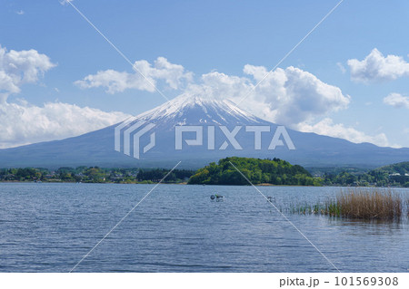 河口湖と富士山 101569308