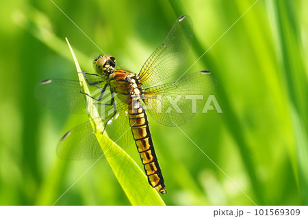 ハラビロトンボ（メス） 101569309