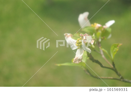 春の花：ハナミズキ　白やピンクと涼やかな色合いの花木 101569331