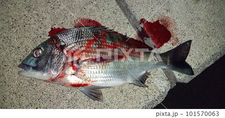 釣り場で活〆されたクロダイ 釣り場で活〆されたクロダイ 101570063