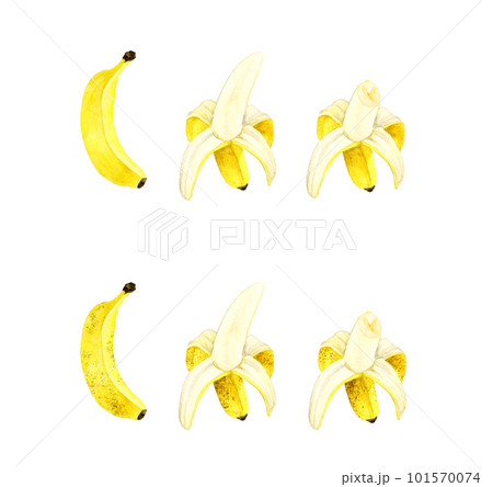 熟れる前と熟れた後の皮を剝いたバナナ フルーツの手描き水彩イラスト素材 熟れる前と熟れた後の皮を剝いたバナナ フルーツの手描き水彩イラスト素材 101570074