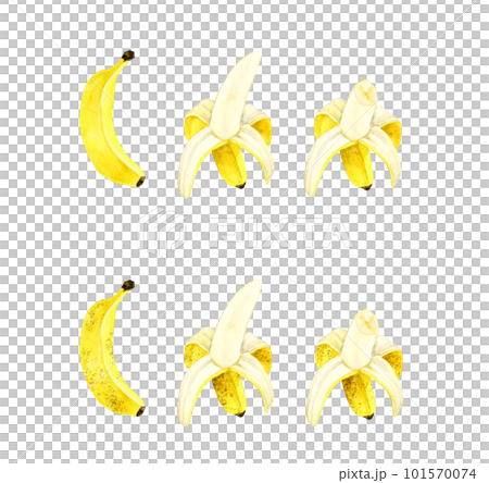 熟れる前と熟れた後の皮を剝いたバナナ フルーツの手描き水彩イラスト素材 熟れる前と熟れた後の皮を剝いたバナナ フルーツの手描き水彩イラスト素材 101570074