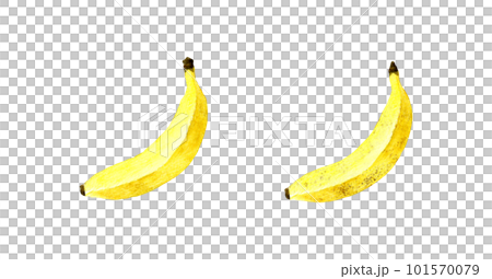 熟れる前と熟れた後の黄色いバナナ フルーツの手描き水彩イラスト素材 熟れる前と熟れた後の黄色いバナナ フルーツの手描き水彩イラスト素材 101570079