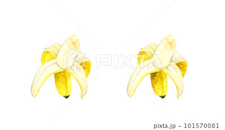 熟れる前と熟れた後の皮を剥いたバナナ　フルーツの手描き水彩イラスト素材 101570081