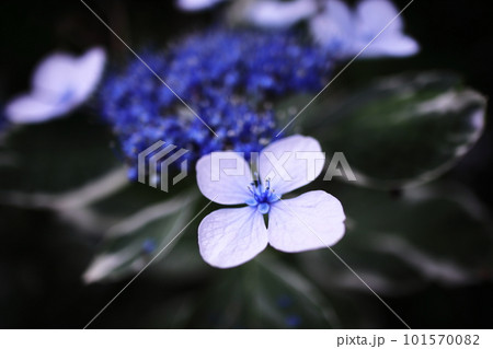 青いガクアジサイ 101570082