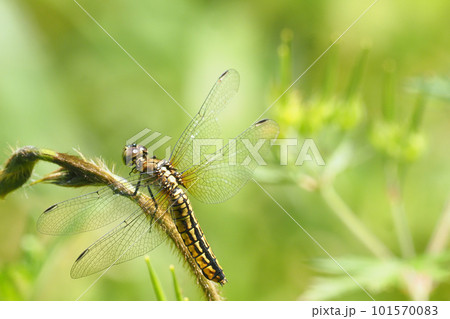 ハラビロトンボ（メス） 101570083