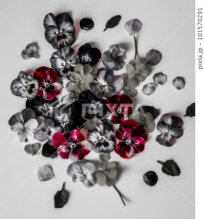 白背景に沢山のパンジーの花びら、シックな色のビオラの花びらのデコレーション、パンジーのフレーム 101570291