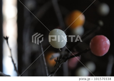 枝にカラフルに飾られた餅花の風景 枝にカラフルに飾られた餅花の風景 101570338
