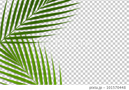 Shapely "green" palm leaves for tropical backgrounds and patterns Shapely "green" palm leaves for tropical backgrounds and patterns 101570448