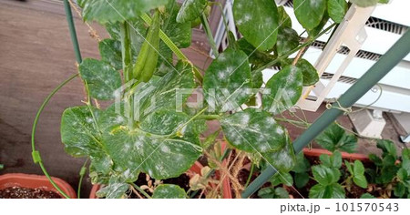 スナックエンドウに広がったうどん粉病 101570543